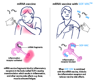 SOF-VAC mRNA Vaccine Reaction Illustration 
